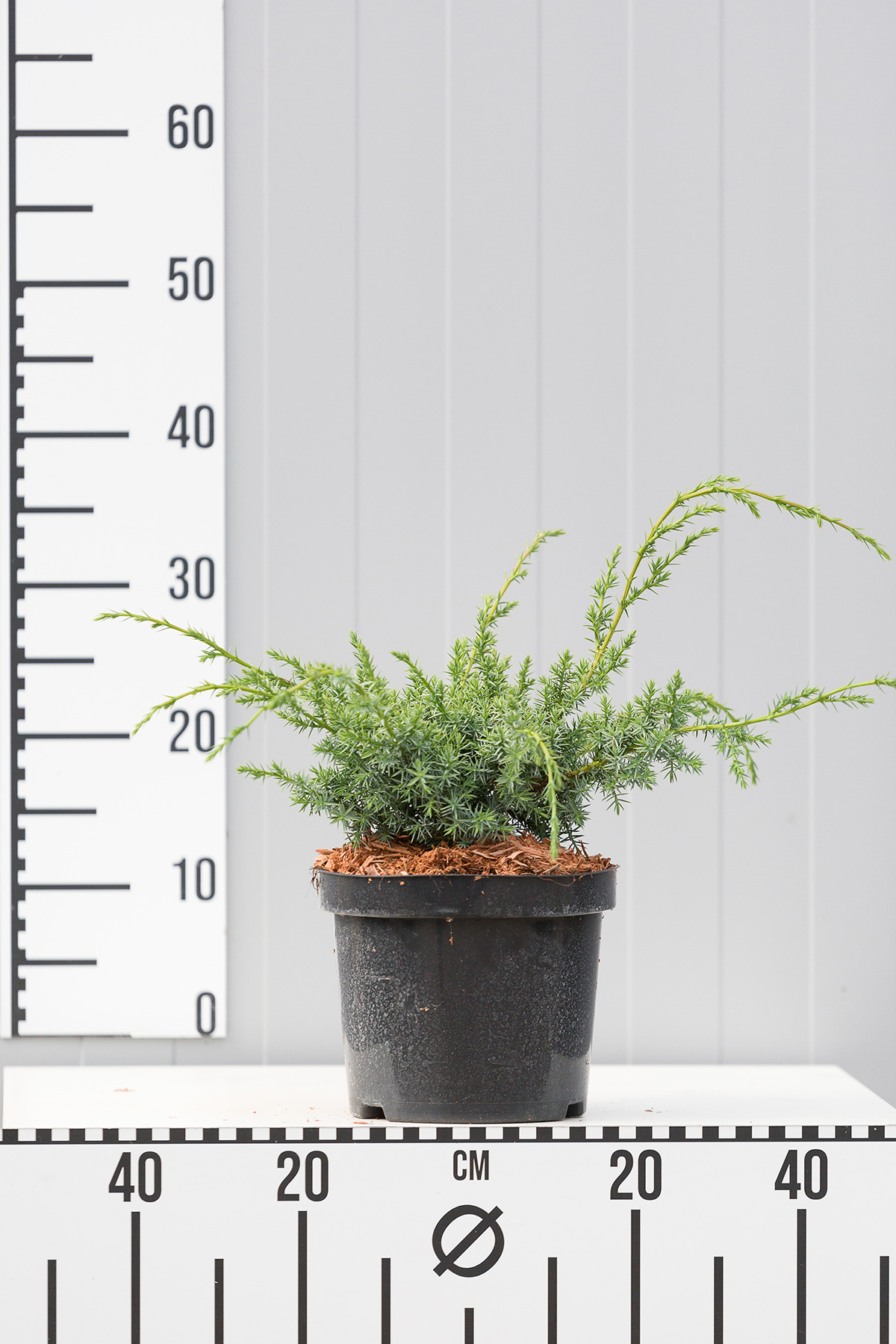 Можжевельник китайский Блю Альпс